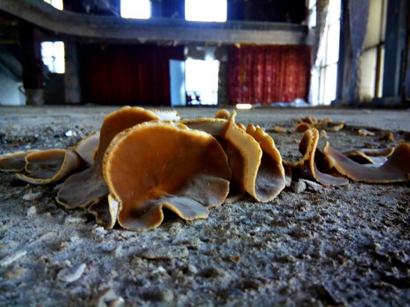 У черкаському театрі почали рости гриби (фотофакт)