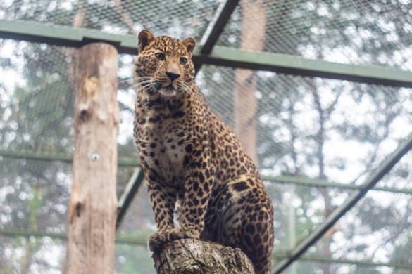15 неймовірних фотографій мешканців черкаського зоопарку