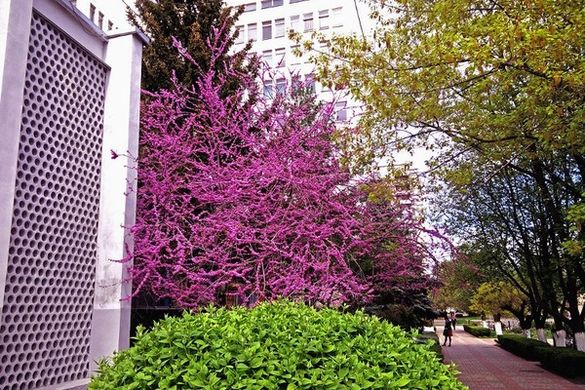 Екзотичне дерево розквітло на подвір'ї черкаського вишу (ФОТО)