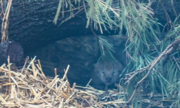У мережі з’явилося фото новонародженого рисеняти з Черкаського зоопарку