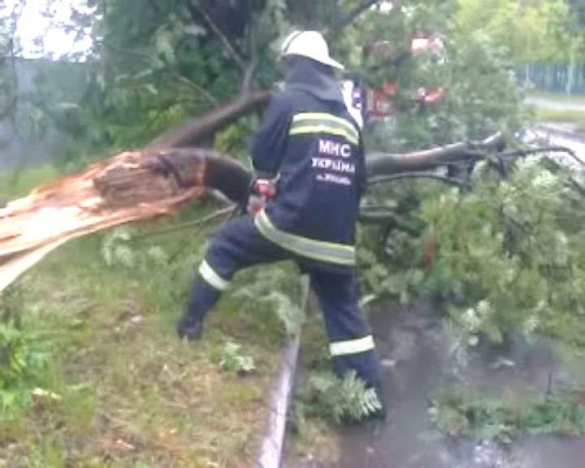 На Черкащині на проїжджу частину впало дерево (ВІДЕО)