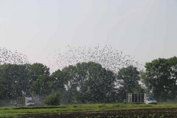 Декілька тисяч голубів одночасно пролетіли над Черкащиною