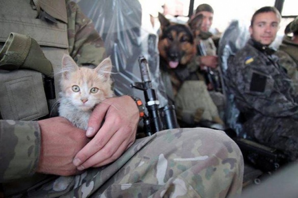 Черкаському бійцю у зоні АТО виживати допомагали коти