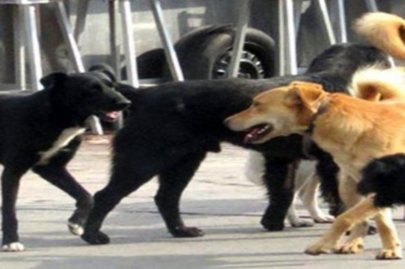 У Черкасах собаки-безхатьки нападають на містян