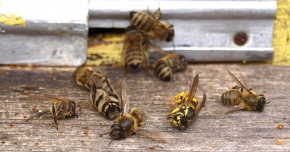 У трьох селах на Черкащині протягом однієї ночі вимерли всі бджоли (ВІДЕО)