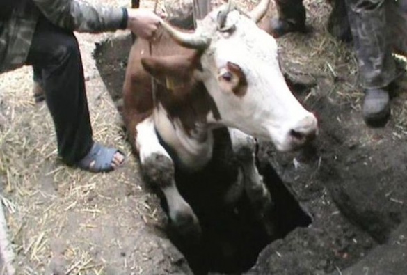 Як черкаські рятувальники діставали з триметрової ями корову