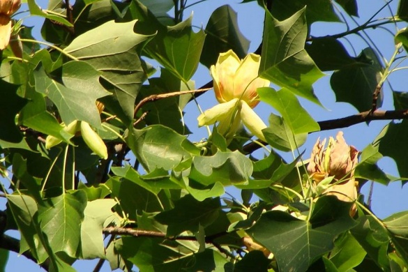 На Черкащині квітує незвичайне дерево (ФОТО)
