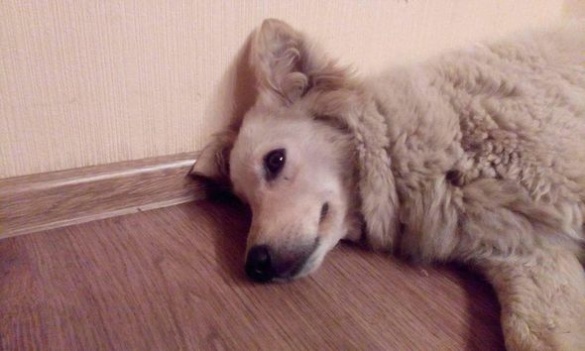 У Черкасах загублена собака чекає на господаря