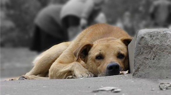 Отруєння собак у Черкасах: поліція розслідує справу, а містянам за ім’я винного обіцяють винагороду