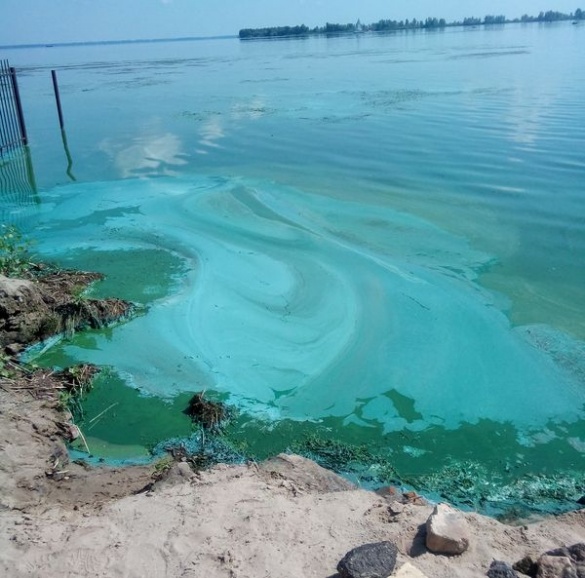Експерт розповів, чому вода у Дніпрі стала схожа на зелену фарбу