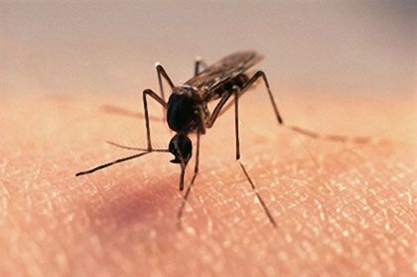 Черкащанам розповіли, чим небезпечні укуси комарів