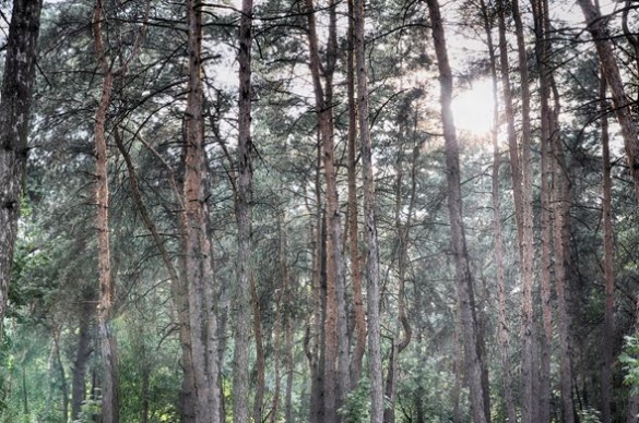 Шервудський ліс по-черкаськи: у мережі з’явились захоплюючі світлини 