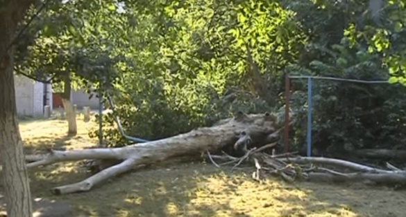 У Черкасах трухляве дерево впало посеред двору, де гралися діти