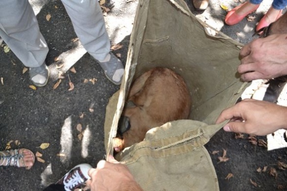 Черкаські волонтери розповіли про стан собаки, якого врятували з вигрібної ями