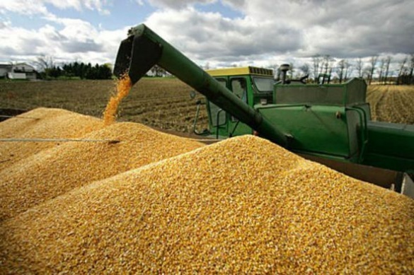 Черкащина у трійці лідерів за врожайністю зернових в Україні