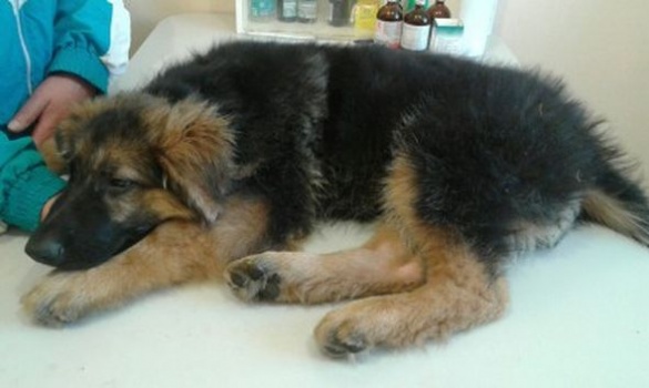 У Черкасах волонтери врятували пса від загибелі в лісі