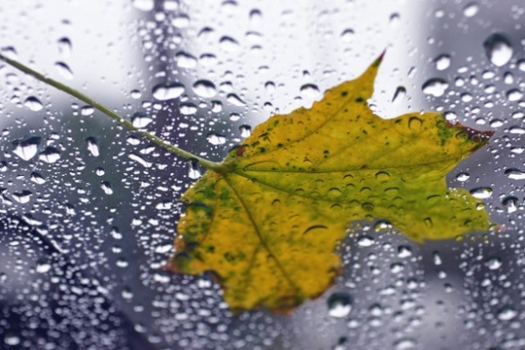 Наступного тижня на Черкащині прогнозують похолодання та дощі