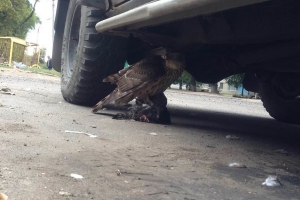 На вулицях Черкас сокіл влаштував полювання на голубів (ФОТО)