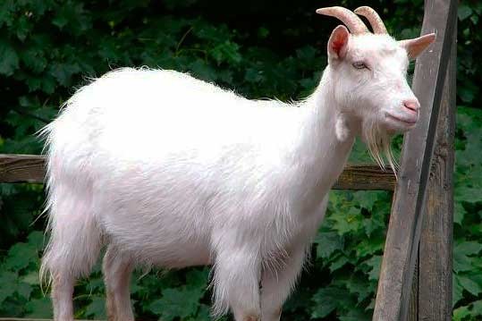 На Черкащині у восьмиметровий колодязь впала коза