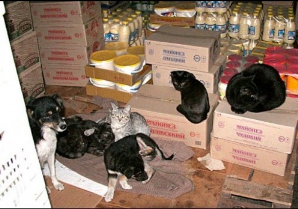 В одному з продуктових магазинів у Черкасах власники влаштували притулок для тварин