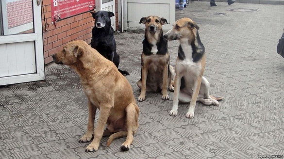 Пункти у районах та стерилізація: на Черкащині взялися за безпритульних собак