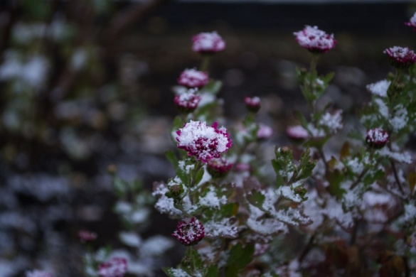 Поєднання квітів та снігу: черкащани милуються осінніми світлинами