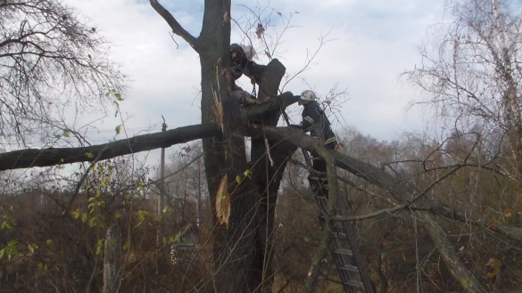 На Черкащині чоловік загинув, зрізуючи гілля на дереві