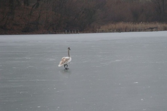 У мережі з'явилося відео, як на Черкащині рятували лебедя