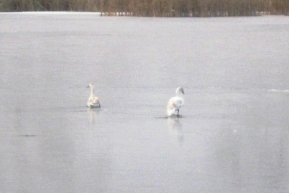 На Черкащині врятували пару лебедів (фотофакт)