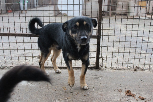 Черкаські волонтери шукають господаря для веселого собаки (ФОТО)