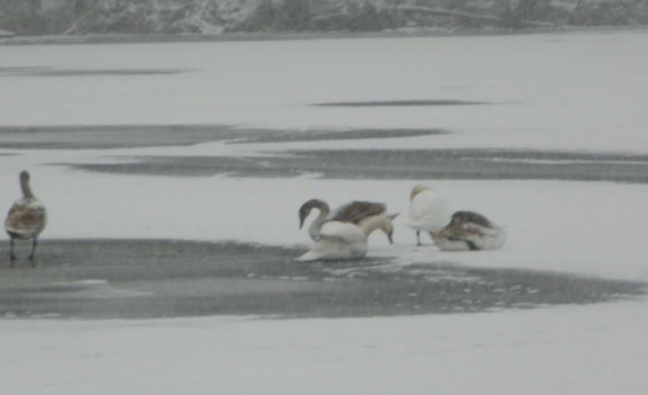 Шестеро лебедів на Черкащині потрапили у льодяну пастку