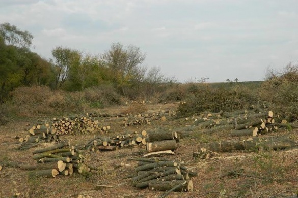 У Черкаській області відкрито знищують лісопосадки поблизу сіл