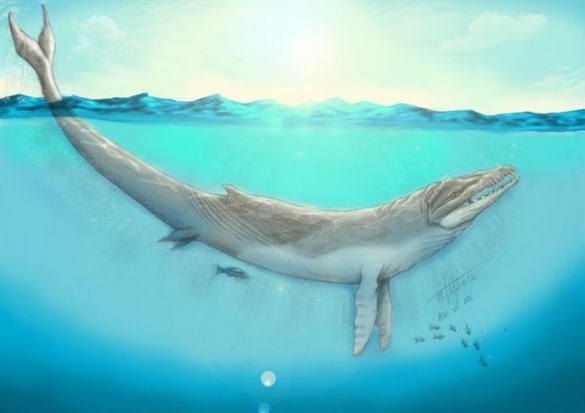 Мільйони років тому на території Черкаської області проживали великі хижі кити