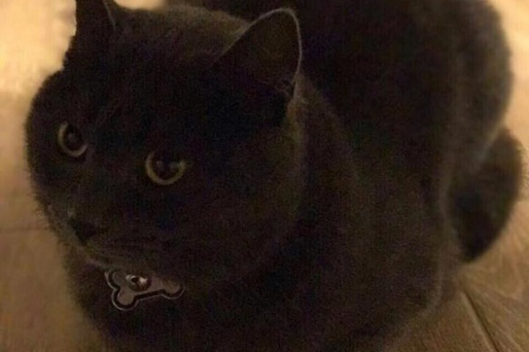 Черкаська полісменка шукає господарів загубленої кішки