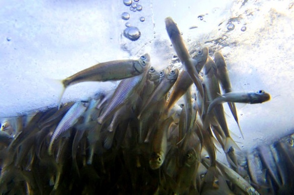 У Черкаській області небайдужі рятують рибу від смерті (ВІДЕО)