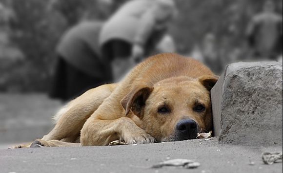 Конфлікт гуманності: на очах черкащанки комунальники відловлювали собак