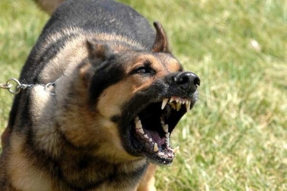На Черкащині скажені пси нападають на перехожих. Постраждала дитина