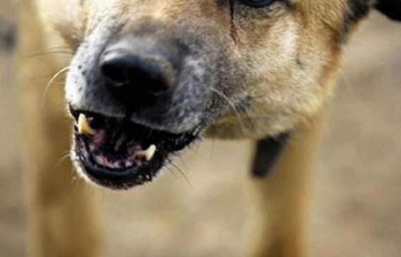 Черкаські патрульні рятували чоловіка, якого покусав власний пес (ВІДЕО)