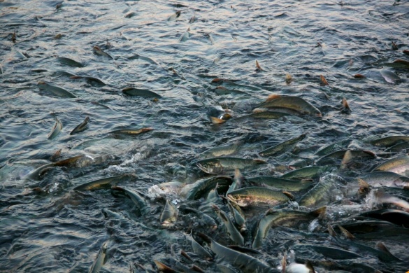 Стало відомо, де на Черкащині не можна ловити рибу в період нересту