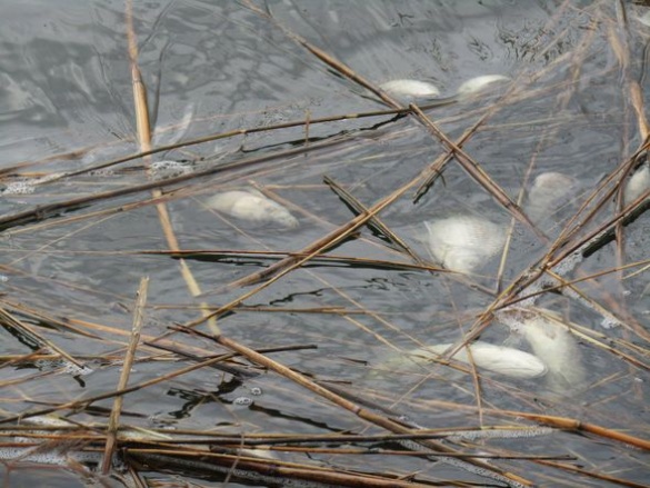 На Черкащині зафіксували випадок загибелі риби (ФОТО)