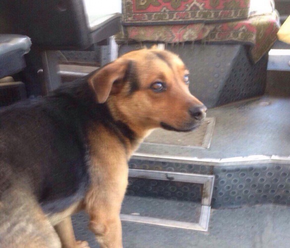 У Черкасах шукають господаря собаки, яка їздить в автобусі (ФОТО)