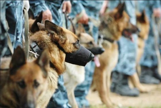 Черкаських службових собак залучать до охорони на “Євробаченні”