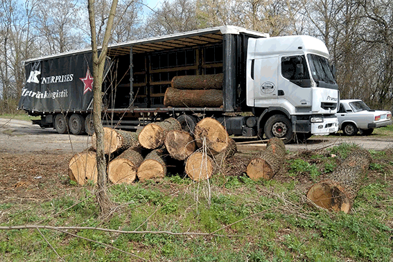 На черкаській пилорамі знайшли деревину, яку вирубали незаконно