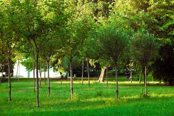 У селі на Уманщині з'явився новий парк