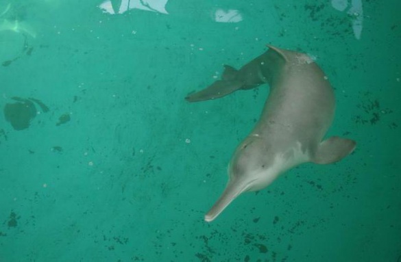 Черкащанин пропонує розводити в Дніпрі річкових дельфінів