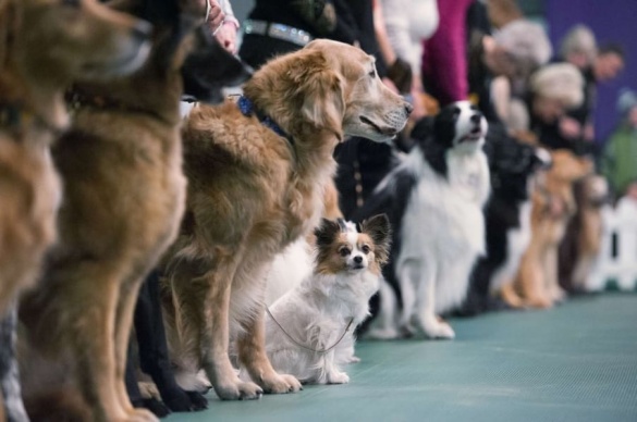 Собаководи з усієї країни з’їхалися на виставку до Черкас (ВІДЕО)