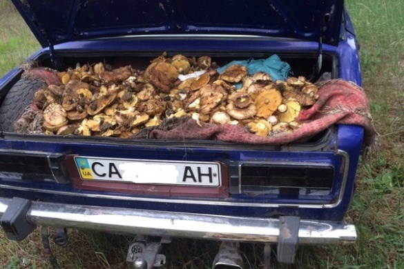 На Черкащині збирають осінні гриби