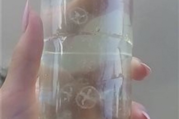 На Черкащині у Дніпрі зафіксували медуз (ФОТО)