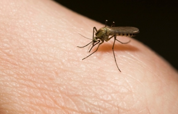 Яких сюрпризів можна чекати черкащанам від укусів комарів?