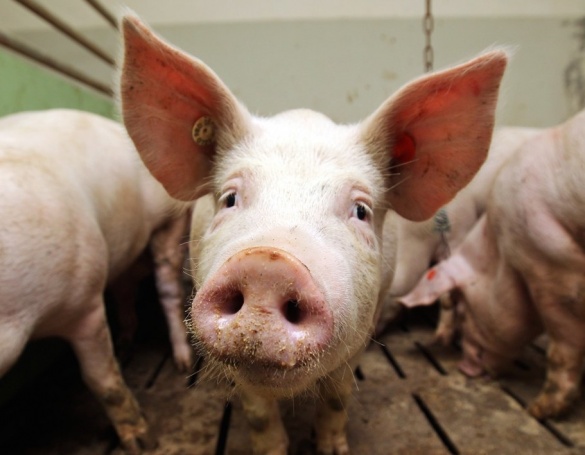 На Черкащині через африканську чуму знищили свиней